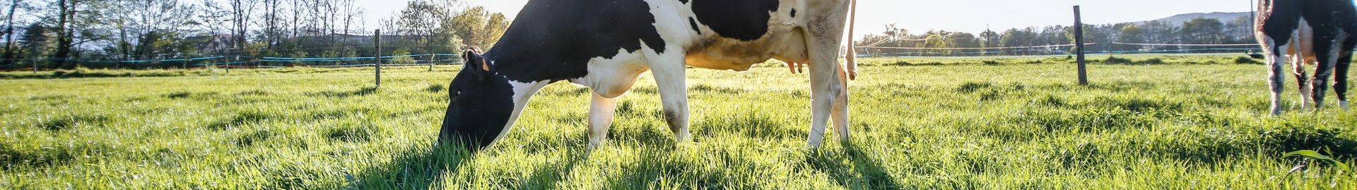 Saveurs des Monts  - Produits locaux Yaourts et fromages de vache
